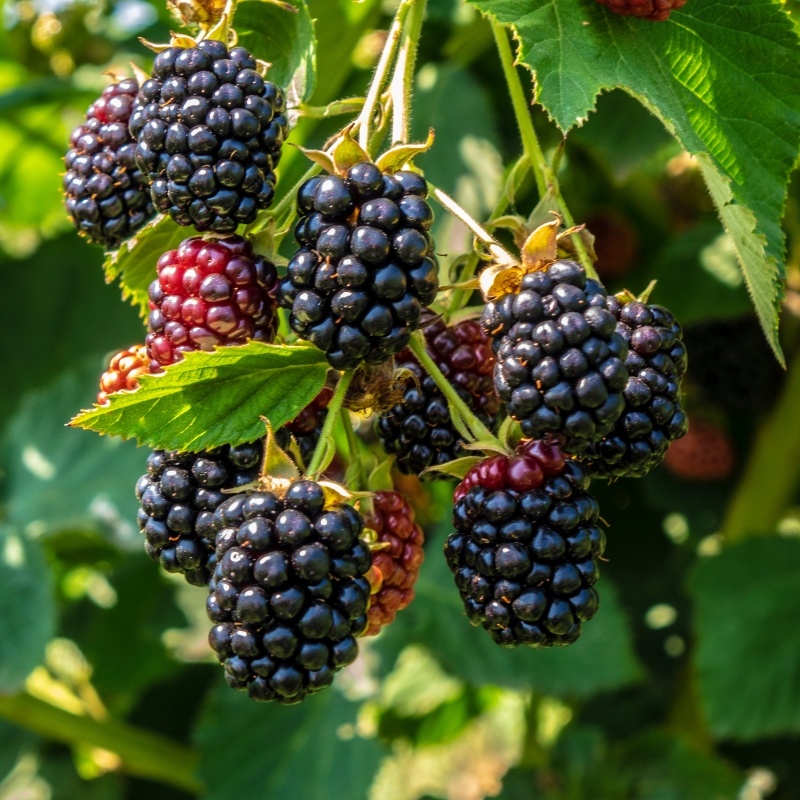 Blackberry 'Quichita' - Plant With Purpose image
